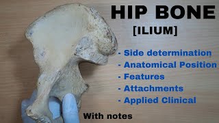 Hip Bone Anatomy  ILIUM  Side determination  Anatomical position  Attachments  Applied [upl. by Palecek]