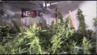 Reportage complet Cannabis Lincroyable business du Cannabis au Canada [upl. by Stranger]