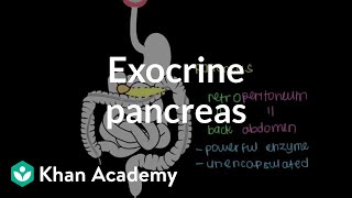 Exocrine pancreas  Gastrointestinal system physiology  NCLEXRN  Khan Academy [upl. by Auqenaj]