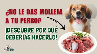 Cómo preparar y ofrecer las mollejas de pollo a tu perro de forma segura y saludable [upl. by Nanda212]