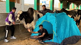 Living in a Cow Mandi for 24 Hours🐄 [upl. by Nereids]