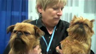 AKC Meet the Breeds Meet the Brussels Griffon [upl. by Miranda]