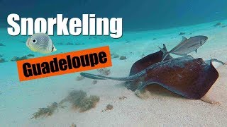 Snorkeling  Guadeloupe 1080p HD [upl. by Nnaer]