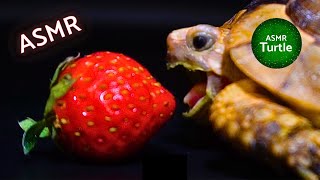 Turtle Tortoise Eating delicious Strawberries ASMR Mukbang🍓🐢 [upl. by Claybourne]