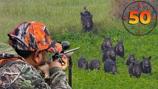 TOP 50 WILD BOAR SHOTS MOST EXCITING HUNTING SCENES hunting hog [upl. by Anayrb16]