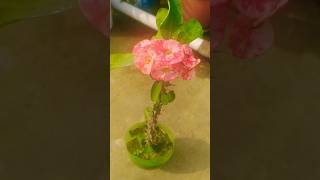 Beautiful flower plant gardenplants nature shortvideo [upl. by Eceinahs367]