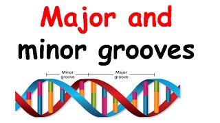 Major groove and minor groove [upl. by Tifanie]