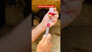 Calf treatment  travel edm beach music cow doctorofveterinarymedicine viral animals animal [upl. by Adnaugal]