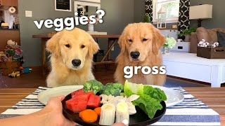 Dog Reviews Food With Girlfriend  Tucker Taste Test 12 [upl. by Elbertina768]