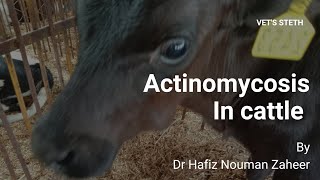 Actinomycosis in CattleClinical case of CalfLumpy jawCausesTreatment By Dr Hafiz Nouman Zaheer [upl. by Llevron]