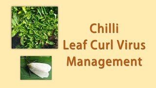 Chilli Leaf Curl Virus Management [upl. by Clabo766]