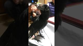 美顔ローラーがよくわからずとりあえず持っていくハッピー カラス crow karasu かわいい まったり 日常 美顔器 鳥 ハシブトガラス カラスのハッピー [upl. by Ainat732]