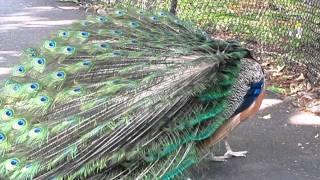 NYC Peacock displays rotates amp preens [upl. by Araht188]