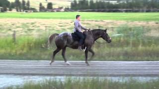 Gaited Appaloosa aka Indian Shuffler w slomo The gait is called a quotShufflequot [upl. by Llenhoj]