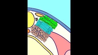 EMBRYOLOGY VIII Somitogenesis amp Differentiation Meet the Sclerotome Myotome Dermatome [upl. by Marshal]