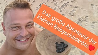 Puerto Escondido  Von Babyschildkröten und den besten Fischsalaten von Mexiko  Newlog 04 [upl. by Eadwina]