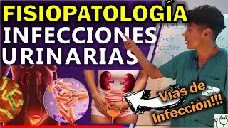 INFECCIÓN URINARIA FISIOPATOLOGÍA  GuiaMed [upl. by Hilario]