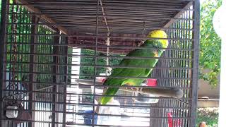 Talking Double Yellow Head Parrot  Gordy [upl. by Evelinn356]