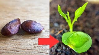 How to Grow Pear Tree from Seed [upl. by Haeel]