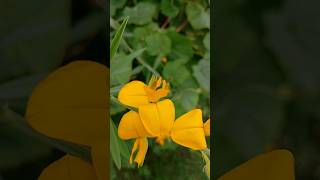 Sanai plant and flowers🌾 Crotalaria  Shortsvideo  butterflymusic youtube [upl. by Winebaum281]