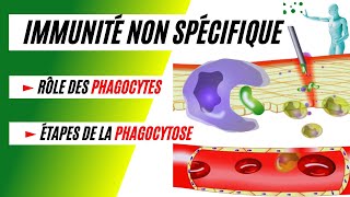 La phagocytose comment les phagocytes détruisent les bactéries [upl. by Atnauqal157]