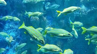 most beautiful aquatic animals of the world world amazing aquatic animals the animals aspirant [upl. by Cyndy138]