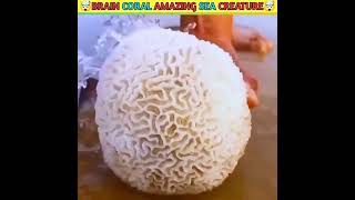 💥💥Brain Coral Amazing Sea Creature shotrs JSFacts [upl. by Dewayne]