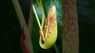 Natures Predators Exploring Carnivorous Plants 🌿🍽️ shorts carnivorousplants [upl. by Lokim]