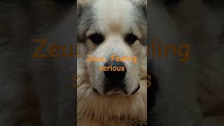 Different stuff music great Great Pyrenees [upl. by Ellehcil138]