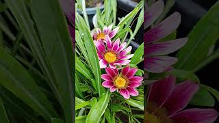 Gazania  Rumona Garden Nagpur [upl. by Ahsirtap]