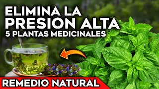 5 Plantas para BAJAR la PRESIÓN ALTA y la HIPERTENSIÓN de forma NATURAL  Cultivar en Casa y Jardin [upl. by Thorsten]