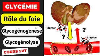 Rôle du foie dans la régulation de la glycémie Glycogénogenèse et glycogénolyse [upl. by Ethelin198]