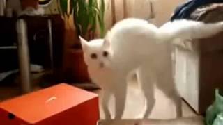 Scariest AnimalsWeird Walking Demon Cat [upl. by Crescint]