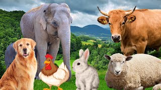 Farm Animal Sounds  Cow Sheep Cat Dog Chicken  Animal Moments [upl. by Nilkoorb]