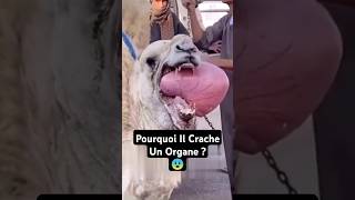 Pourquoi Les Chameaux Crachent Leurs Organes  😨 shorts [upl. by Nade]