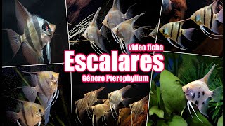 Escalares 🐟 género Pterophyllum 🎥 Video ficha 👍 guía completa del pez Ángel del Amazonas [upl. by Adlesirg709]