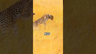 guepardo vs ciervos 😱💥 animales vidasalvaje salvaje animals lion animalessalvajes mundoanimal [upl. by Llennyl]