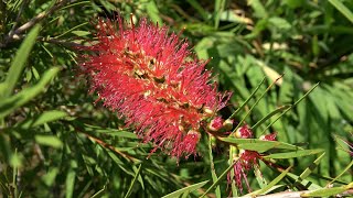 Sowing Winter Hardy Callistemon [upl. by Iharas]