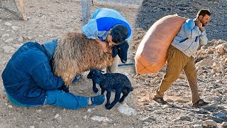 The hardships of a heavyweight Shepherds life  the hardest winter of the century [upl. by Eetnuahs]