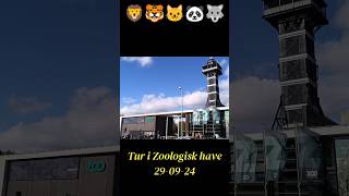 Tur i Zoologisk have 290924 [upl. by Ehlke741]