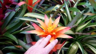 Guzmania bromeliads explained growing and care for guzmania [upl. by Atnicaj]