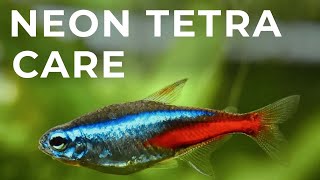 Neon Tetra Care Guide Mates Tank Setup Diet amp Breeding [upl. by Ynoyrb]