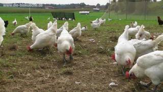 Mit Leidenschaft für Huhn und Ei  Doppelverdiener Landhuhn Projekt von Gut Herrmannsdorf [upl. by Jansen520]