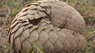 Pangolins in Peril A story of rare scales [upl. by Worsham]