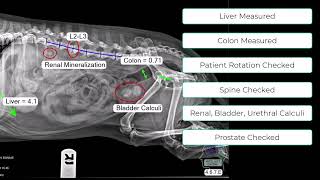 MetronIQ  The Canine Abdomen Tool [upl. by Anirres]