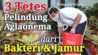 Eps 103 Bakterisida dan Fungisida Organik untuk Aglaonema  Rimawan Vlog [upl. by Allred]