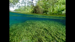 A journey through the Rio Sucuri with narration in Mato Grosso do Sul Brazil [upl. by Ida876]