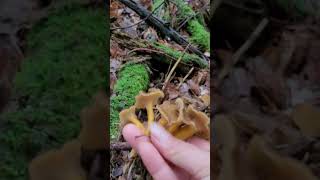 chanterelles chanterelle dautomne champion nature shorts cueillette mi octobre 2024 [upl. by Eniarda]