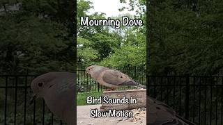 Bird Call amp Sounds in Slow Motion birds birdcall viral nature cattv birdsounds [upl. by Renate]