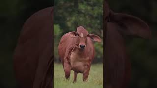 AnimalvideoslifeforloveCowbeautifullvideosforloveAnimalforyouviralvideos [upl. by Delanie]